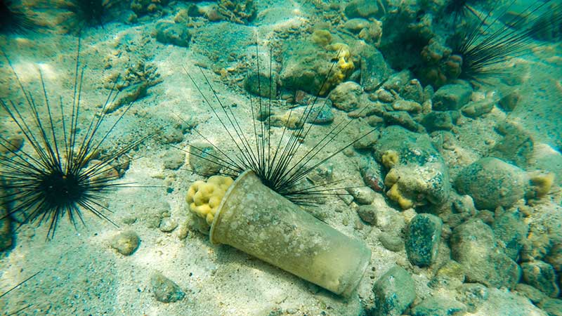 Blog Ambiental • Copo plástico descartado entre ouriços-do-mar e corais no leito marinho