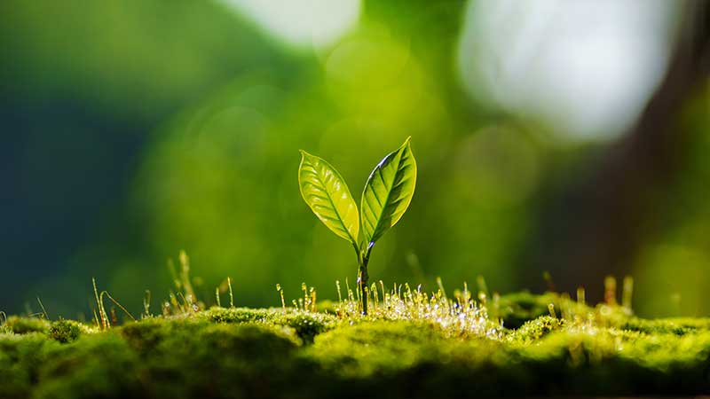 Blog Ambiental • Broto verde crescendo sobre musgo em ambiente natural, simbolizando renascimento, sustentabilidade e equilíbrio ecológico