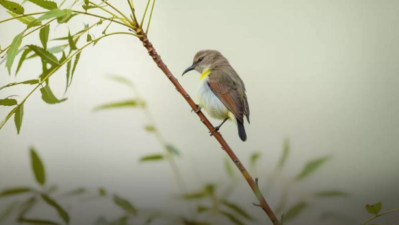 Blog Ambiental • Biodiversidade e resiliência dos ecossistemas frente às mudanças climáticas