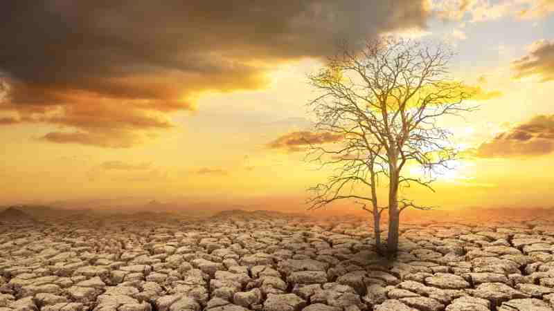 Blog Ambiental • Árvore solitária resiste em paisagem árida sob céu alaranjado, simbolizando escassez e colapso ambiental.