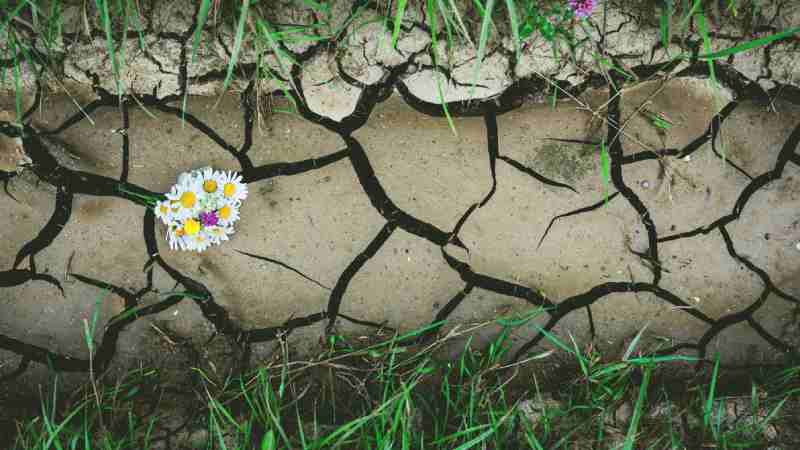 Blog Ambiental • Pequena flor cresce em meio ao solo rachado, evidenciando resiliência em um ambiente degradado pela crise climática.