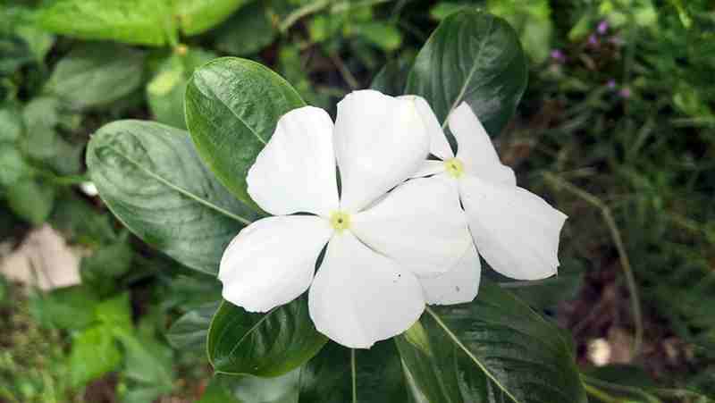 Blog Ambiental • Catharanthus roseus branca, planta medicinal que originou vincristina e vimblastina
