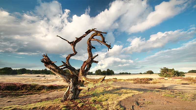 Blog Ambiental • Árvore seca em um campo árido sob um céu azul com nuvens, representando os impactos climáticos.