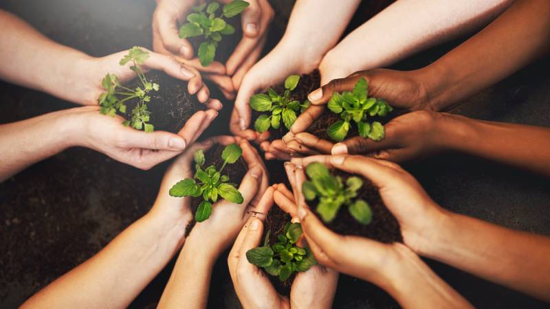 Blog Ambiental • Diversas mãos de diferentes tonalidades de pele seguram pequenas mudas verdes, simbolizando união, diversidade e esforços conjuntos pela sustentabilidade.